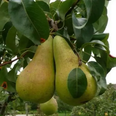 Груша КОНКОРД в Речице