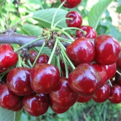 Вишня ДЕСЕРТНАЯ МОРОЗОВОЙ в Речице