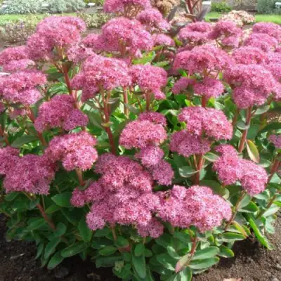 Очиток (седум) КАРЛ видный в Речице