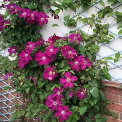 Клематис ЭРНЕСТ МАРКХАМ в Речице