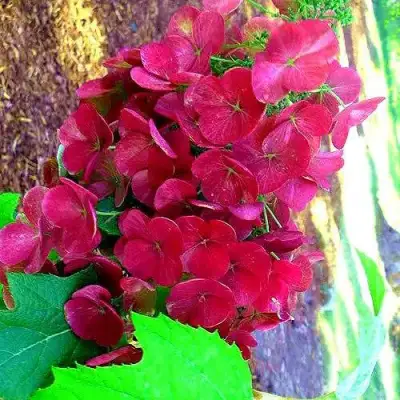 Гортензия АМЕТИСТ дуболистная в Речице