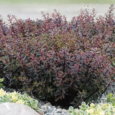 Очиток (седум) САНСПАРКЛЕР ДЖЕЙД ТАФФЕТ в Речице