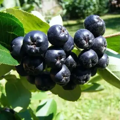 Рябина НЕРО черноплодная в Речице