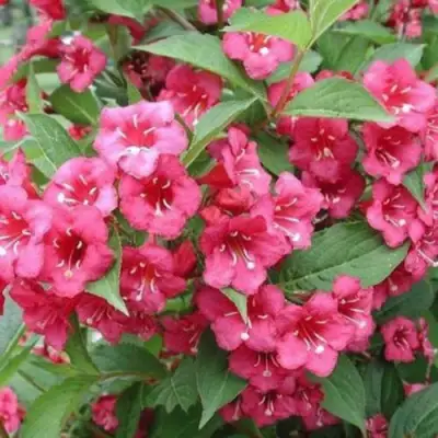 Вейгела БРИСТОЛЬ РУБИ в Речице