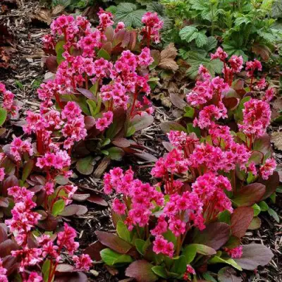 Бадан ФЛИРТ в Речице