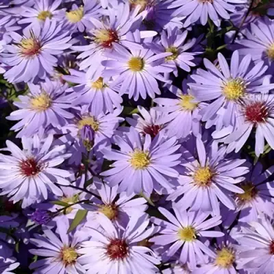 Астра БЛЮ ХЕВЕН сердцелистная в Речице