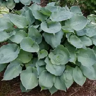 Хоста МУНЛАЙТ СОНАТА гибридная в Речице