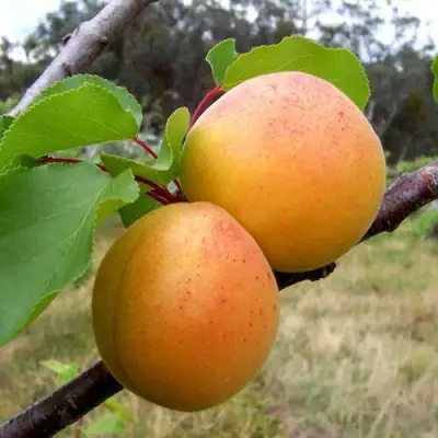 Абрикос ОРЛОВЧАНИН  в Речице