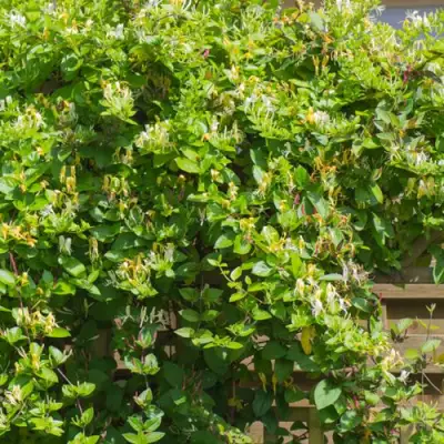 Жимолость ХАЛЛИАНА японская (Хелиана) в Речице