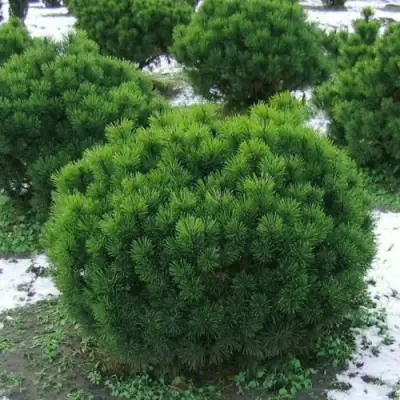 Сосна горная МУГУС в Речице