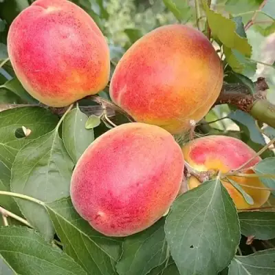 Абрикос ОСОБЕННЫЙ ДЕНИСЮКА в Речице