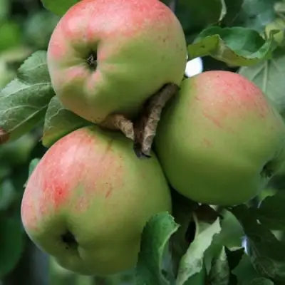 Яблоня УТРО в Речице