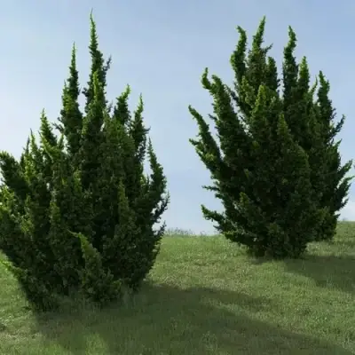 Можжевельник КАЙЗУКА китайский в Речице