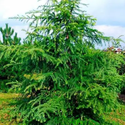 Лиственница европейская в Речице