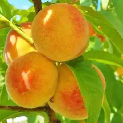 Персик ВЕТЕРАН в Речице