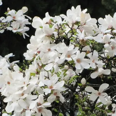 Магнолия КОБУС в Речице