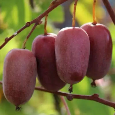 Актинидия ПУРПУРНО САДОВАЯ  аргута в Речице