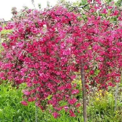 Яблоня КИНГ БЬЮТИ декоративная в Речице