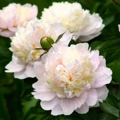 Пион ШИРЛИ ТЕМПЛ травянистый в Речице