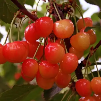 Черешня ФАТЕЖ в Речице