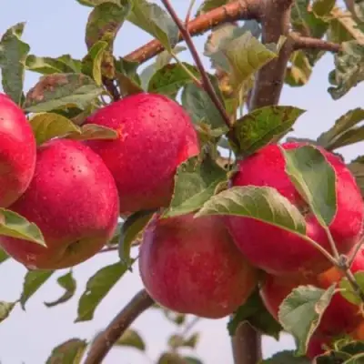 Яблоня РОЖДЕСТВЕНСКОЕ в Речице
