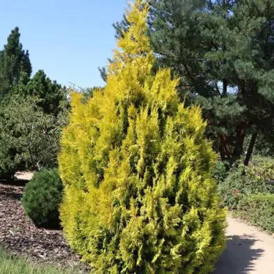 Туя СТОУНХАМ ГОЛД складчатая в Речице