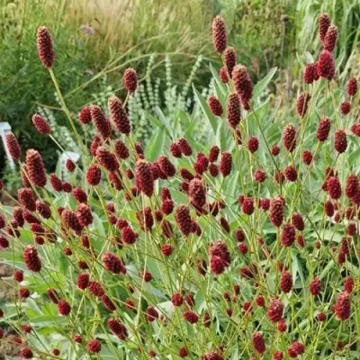 Кровохлебка БИТЛВИНГЗ в Речице