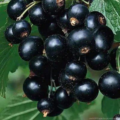 Смородина черная БЕН КОНАН в Речице