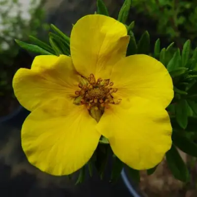 Лапчатка ГОЛДФИНГЕР кустарниковая в Речице