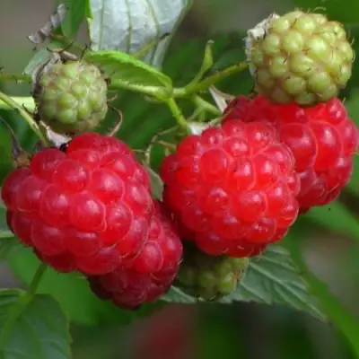 Малина СОЛНЫШКО в Речице