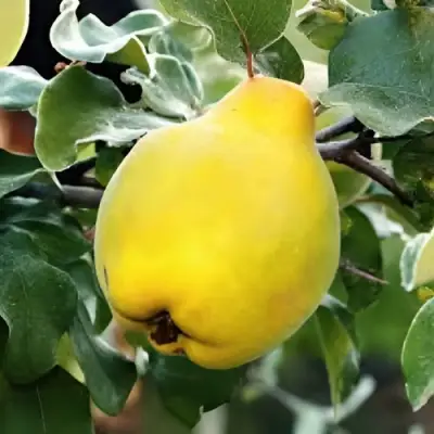 Айва МИР в Речице