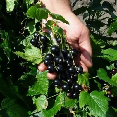 Смородина чёрная СЕЛЕЧЕНСКАЯ в Речице