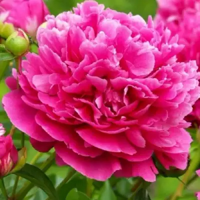 Пион НОЧНЫЕ ГРЕЗЫ древовидный в Речице