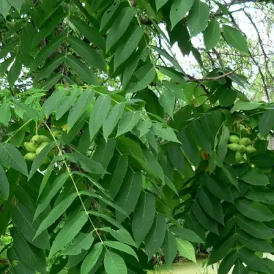 Орех МАНЬЧЖУРСКИЙ в Речице