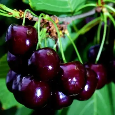 Дюк НОЧКА в Речице