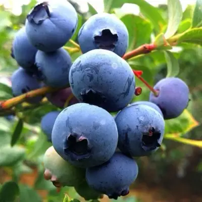 Голубика ДЮК в Речице