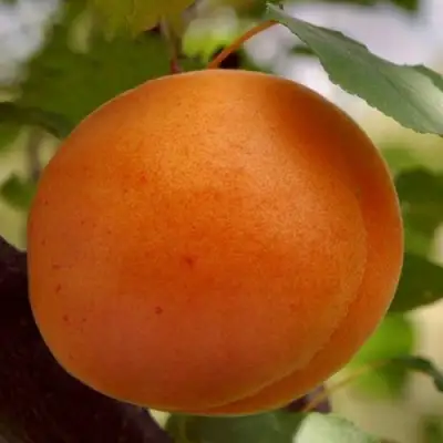 Абрикос ОЛИМП в Речице