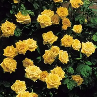 Роза ЛАНДОРА чайно-гибридная в Речице