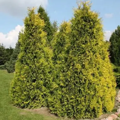 Туя АУРЕОСПИКАТА западная в Речице