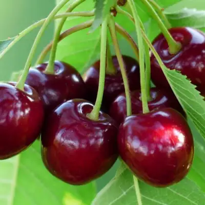 Дюк ЖИВИЦА (ЧЕРЕВИШНЯ) в Речице