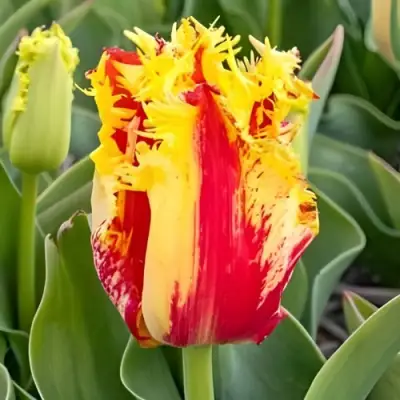 Тюльпан ФАНТОМ бахромчатый в Речице
