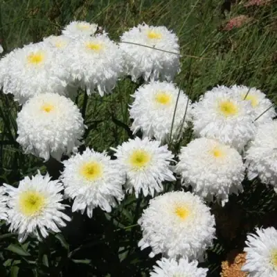 Нивяник ФИОНА ГОГХИЛЛ великолепный в Речице