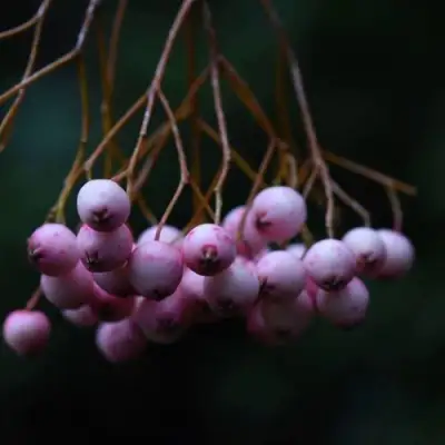 Рябина ПЕКИНСКАЯ сладкоплодная в Речице