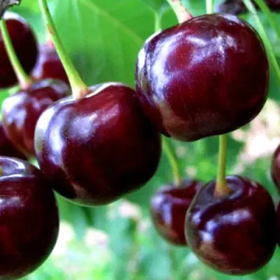 Дюк ЧУДО-ВИШНЯ в Речице