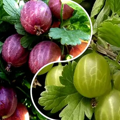 Комплект РЕДКИЙ СЧАСТЛИВЧИК в Речице