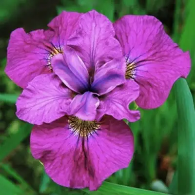 Ирис СИ Я ЛЕЙТЕР сибирский в Речице