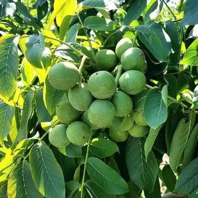 Грецкий орех  ИЗЯЩНЫЙ в Речице