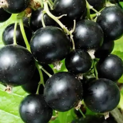 Смородина черная КЛУССОНОВСКАЯ в Речице