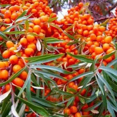 Облепиха ВОРОБЬЕВСКАЯ в Речице