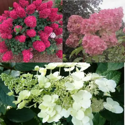 Комплект САД ЭМОЦИЙ в Речице